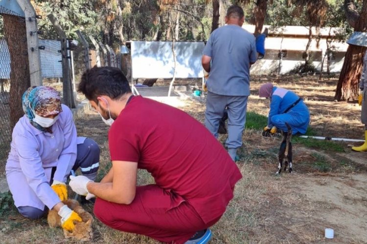 Bursa'da villa kedileri parazitlere karşı ila&ccedil;landı