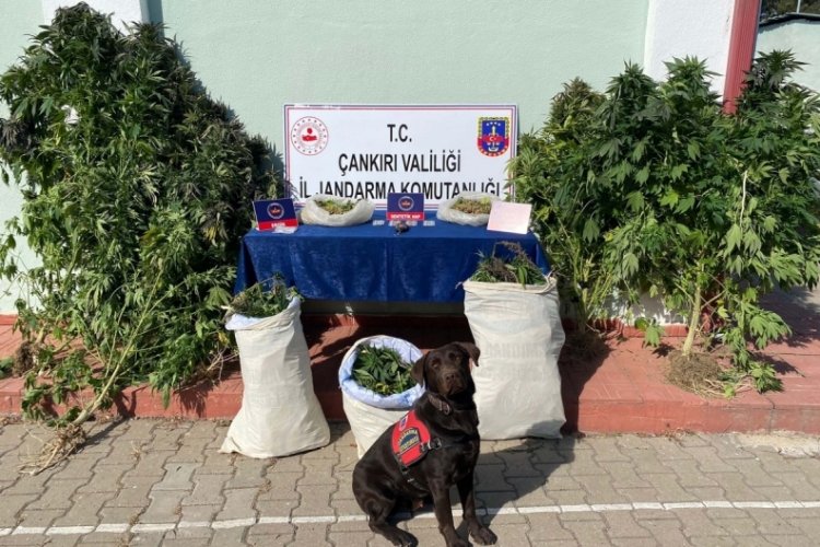 &Ccedil;ankırı'da 13 kilo esrara tutuklama!