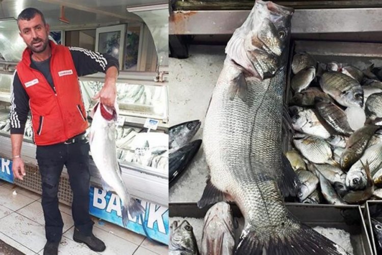 &Ccedil;anakkale Boğazı'nda 7 kiloluk levrek yakaladı