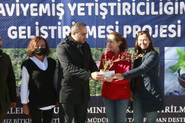 Bursa'da çiftçilere "mavi yemiş" fidanı dağıtıldı
