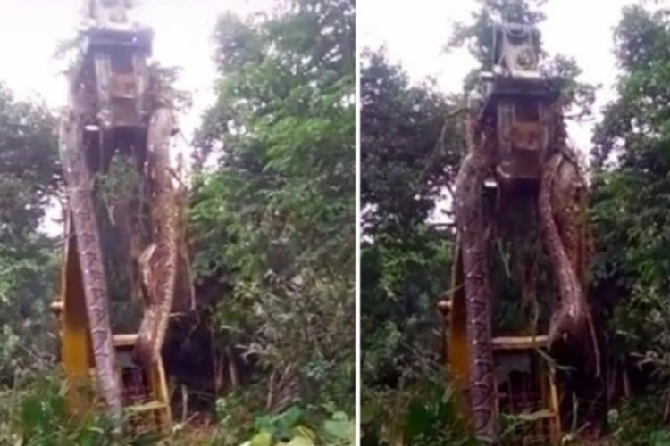 Orman i&ccedil;erisinde &ccedil;alılıkların arasından d&uuml;nyanın en devasa yılanı bulundu