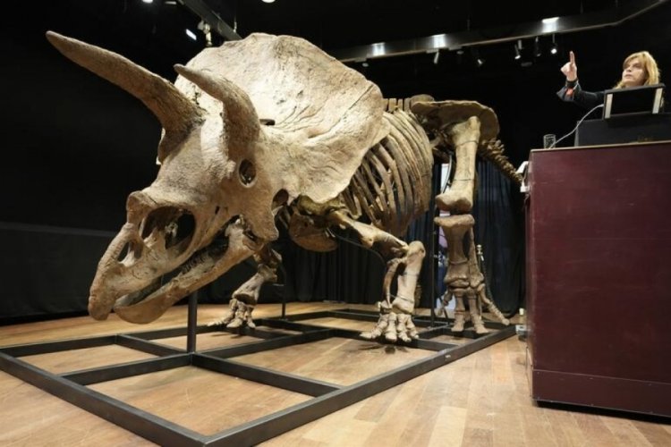 Bilinen en b&uuml;y&uuml;k boynuzlu dinozorun kalıntıları 8 milyon dolara satıldı