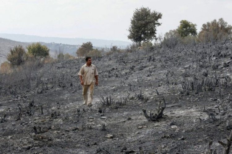 Şam, orman yangınlarını &ccedil;ıkardıkları gerek&ccedil;esiyle 24 kişiyi idam etti