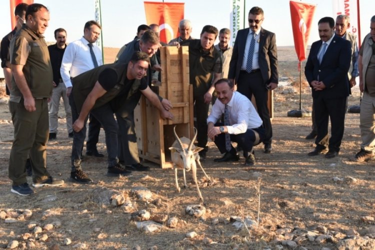 Vali Erin: Cudi'de ter&ouml;ristler değil, ceylanlar dolaşacak