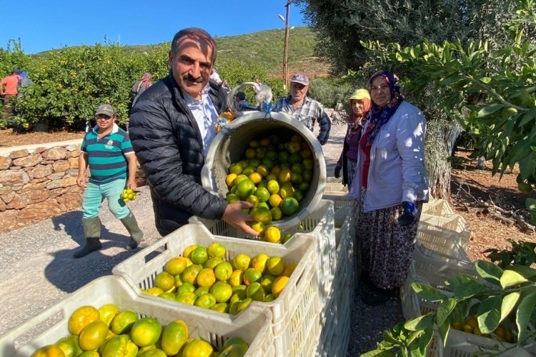 İzmir'in d&uuml;nyaca &uuml;nl&uuml; satsumasında hasat zamanı