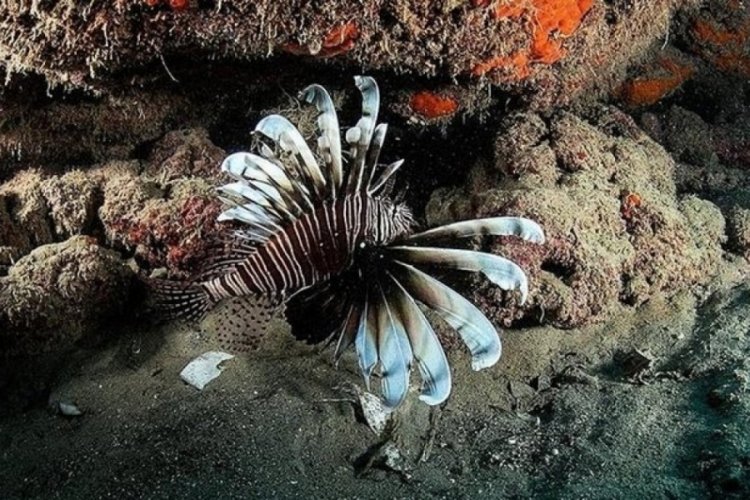 Kızıldeniz'in istilacısı Ege'de yayılıyor