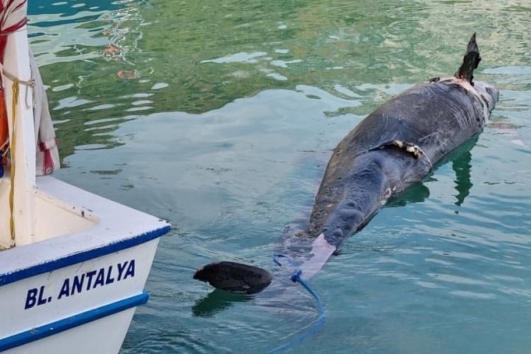 Antalya'da kıyıya katil balina &ouml;l&uuml;s&uuml; vurdu
