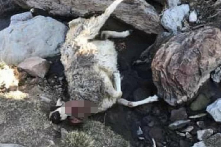 Ağrı'da kurtlar 20 koyunu telef etti