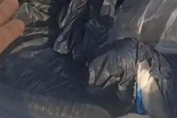 Poşet içerisinde bagaja koyulan köpekler kurtarıldı