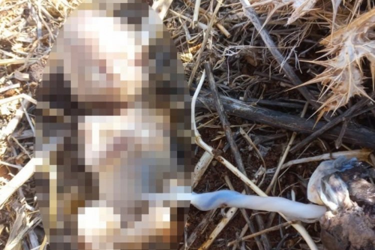 Mardin'de mısır tarlasında 16 haftalık cenin bulundu
