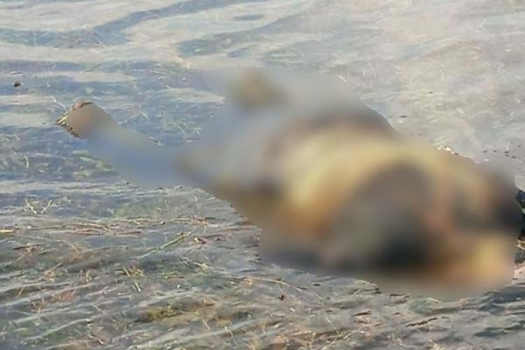 G&uuml;nlerdir kayıp olan adam Fırat Nehri'nde &ouml;l&uuml; bulundu