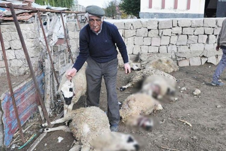 Yozgat'ta bor&ccedil;la aldığı hayvanlarına kurt saldırdı: 13'&uuml; &ouml;ld&uuml;, 24'&uuml; yaralandı