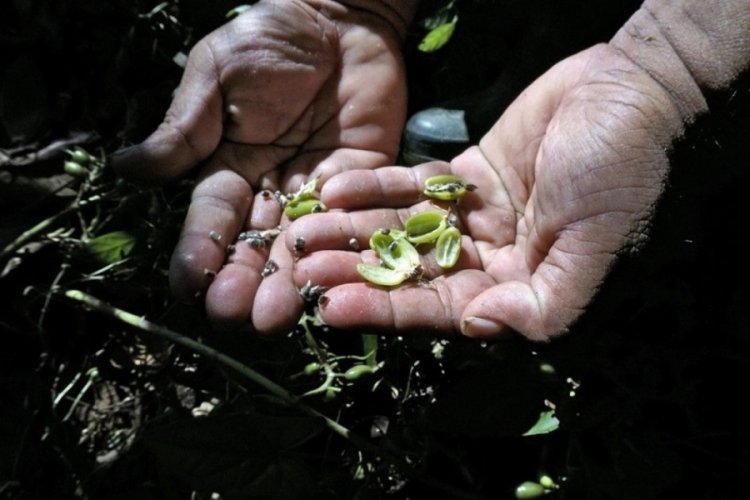K&uuml;resel ısınma Guatemala'da tarımı yok etti
