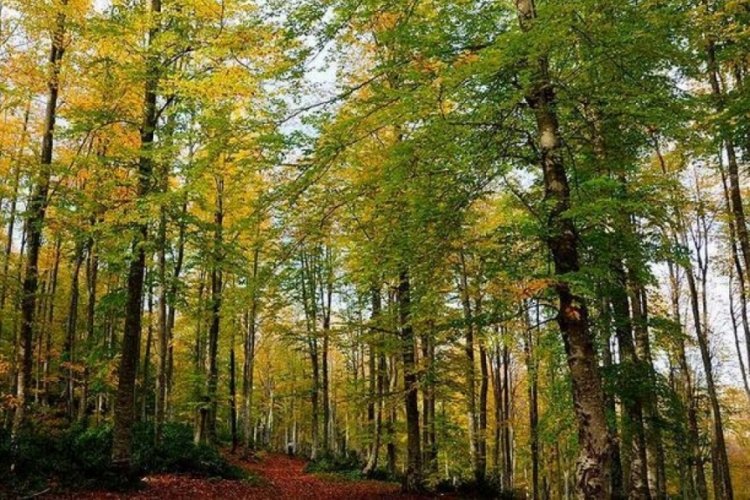 Sinop'ta Orman B&ouml;lge M&uuml;d&uuml;rl&uuml;ğ&uuml; kuruldu