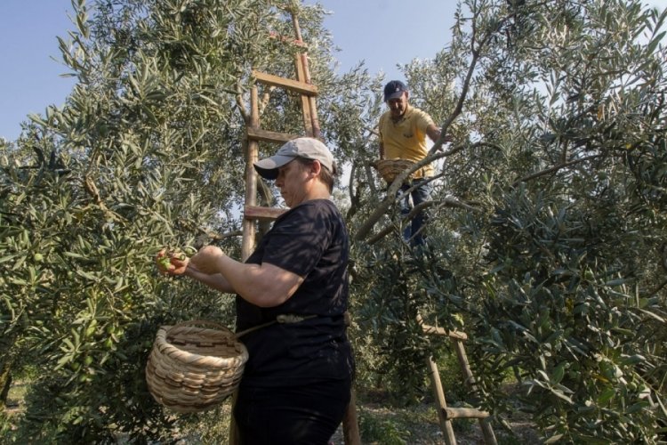 Bursa'da zeytin üreticileri hasat için işçi bulamıyor