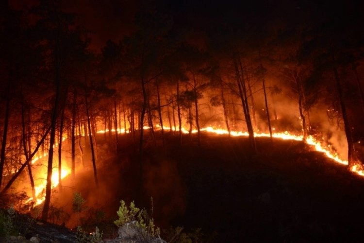 Bursa'da 7,5 milyon fidan toprakla buluşacak