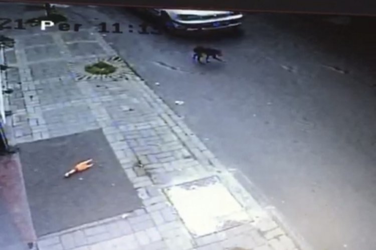 Cani adam yavru k&ouml;peği ezip, yoluna devam etti