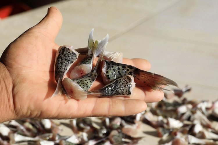 Balon balığı ile ilgili tebliğ değişiyor