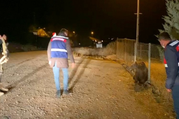 Tunceli'de aracın &ccedil;arptığı yavru ayı &ouml;ld&uuml;