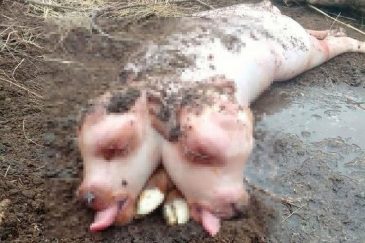Ahıra giren &ccedil;ift&ccedil;iler &ccedil;ift başlı ve sakallı ineği g&ouml;r&uuml;nce şaşkınlığa uğradı