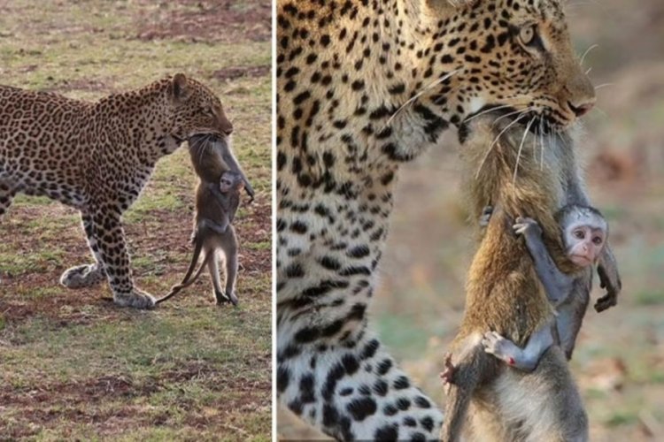 Leoparın avladığı annesine sımsıkı sarılan yavru maymunun g&uuml;ndem oldu