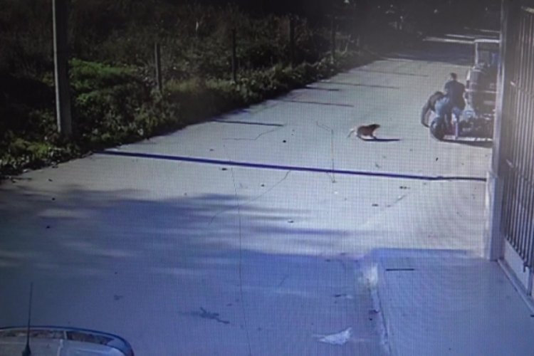 Bursa'da k&ouml;pekten ka&ccedil;arken motosikletle yol kenarındakilere &ccedil;arptı