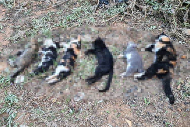 Vahşet! İki mahallede &ccedil;ok sayıda &ouml;l&uuml; kedi bulundu