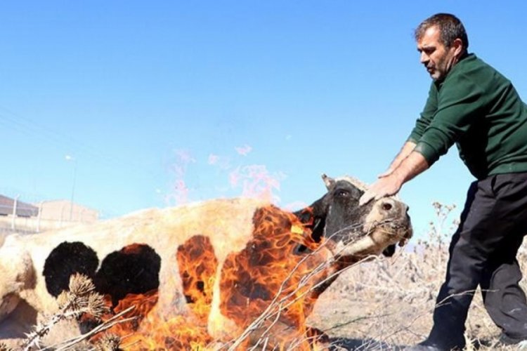 Suya d&uuml;şen ineği ateş yakıp ısıttılar
