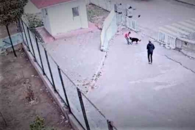 K&ouml;peğin saldırdığı &ccedil;ocuğu g&uuml;venlik kurtardı