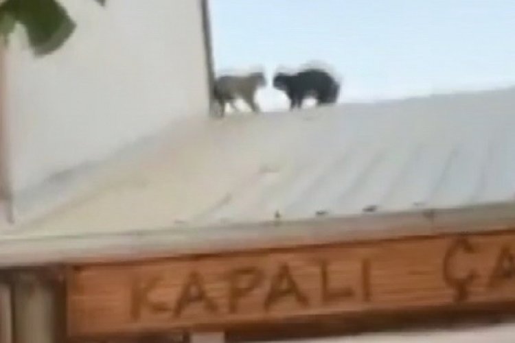 Bursa'da &ccedil;atıda kavga! Kediler bebeğin &uuml;zerine d&uuml;ş&uuml;yordu