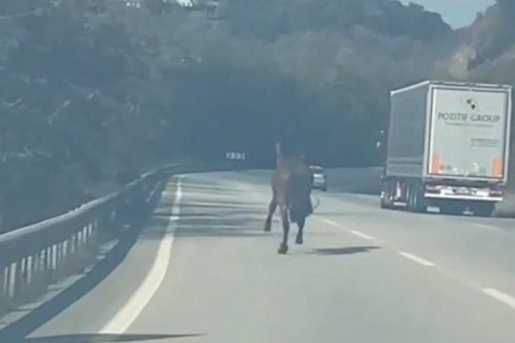 Bursa'da karayolunda d&ouml;rt nala... Trafiği alt &uuml;st etti