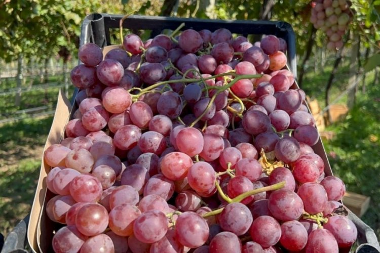 İznik'te "red globe" fırtınası