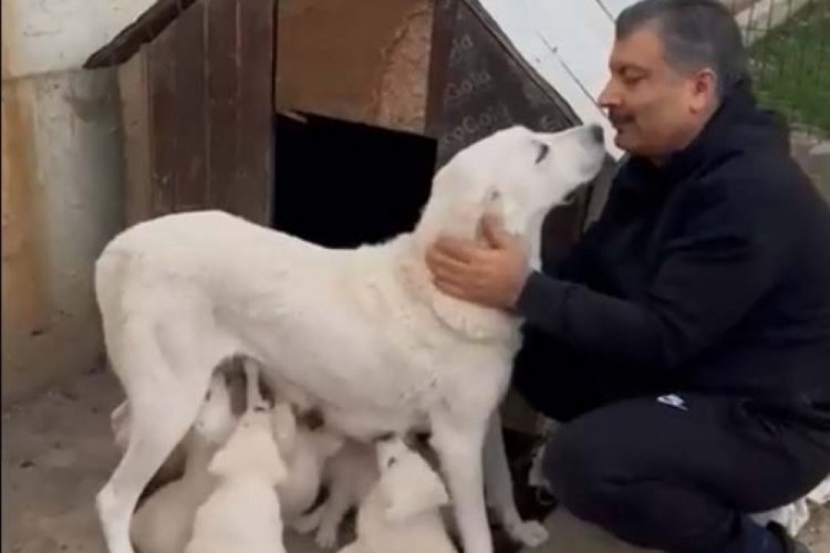 Sağlık Bakanı Koca'nın k&ouml;peğinin videosu 7,1 milyon izlendi