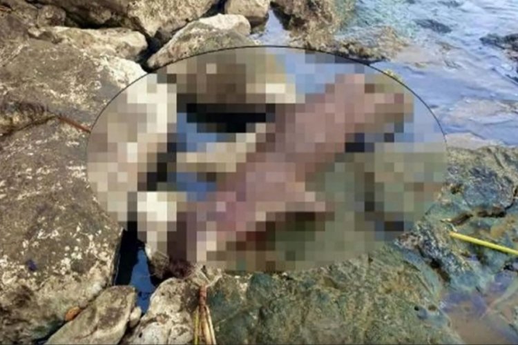 Muğla'da nesli t&uuml;kenmekte olan su samuru &ouml;ld&uuml;r&uuml;ld&uuml;