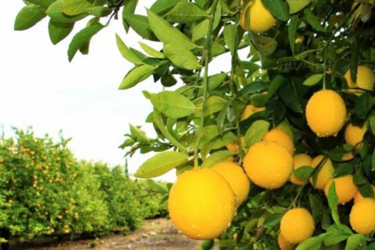 Kilosu 40 kuruşa d&uuml;şen limon dalında &ccedil;&uuml;r&uuml;yor