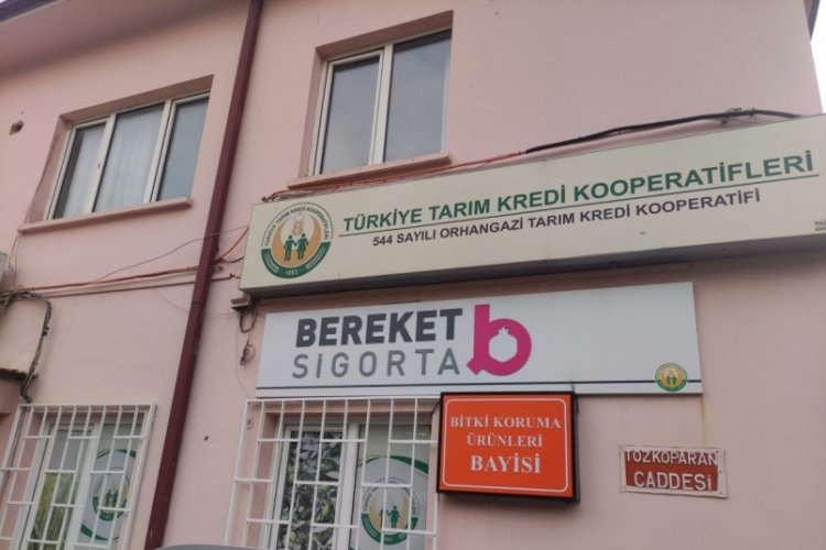Bursa'da Orhangazi Tarım Kredi Kooperatifi zeytin alım fiyatlarını g&uuml;ncelledi