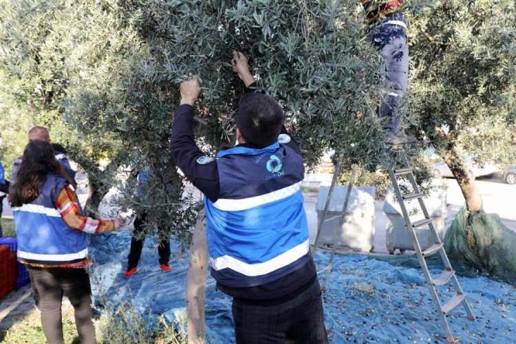Bursa Mudanya Belediyesi yeni yılın hasadına başladı