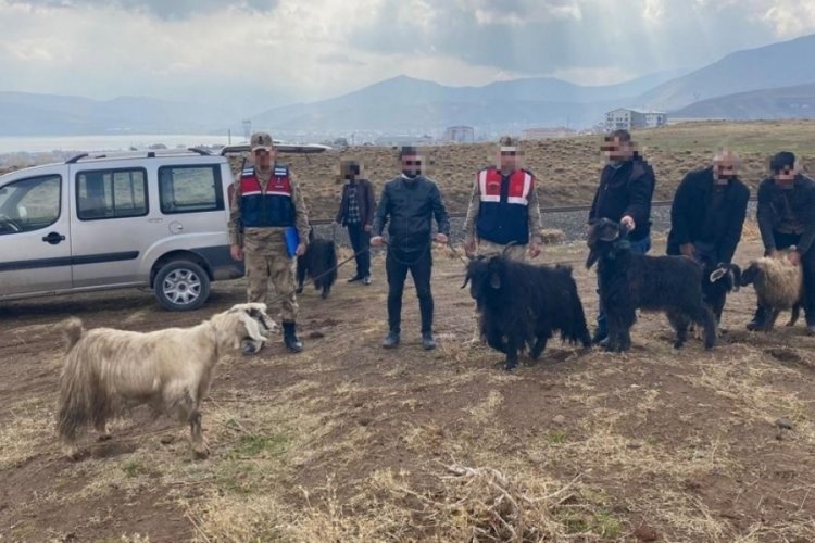 Bitlis'te k&uuml;&ccedil;&uuml;kbaş hayvan ve arı kovanı &ccedil;alan hırsızlar yakalandı