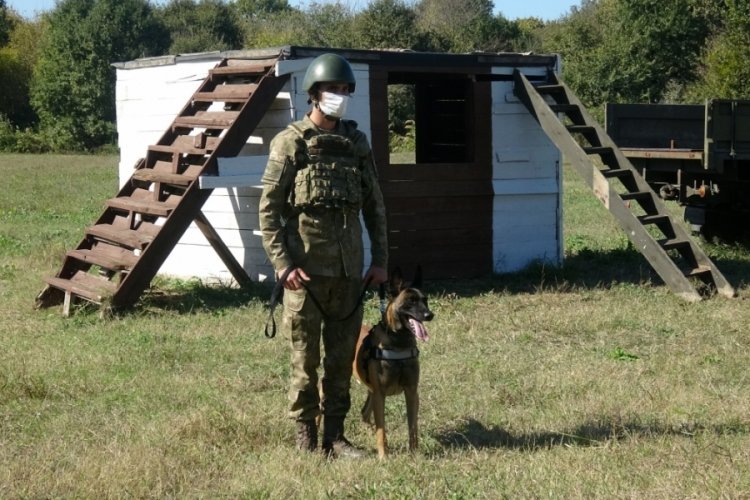 TSK operasyonları i&ccedil;in k&ouml;pekler Bursa'da eğitiliyor