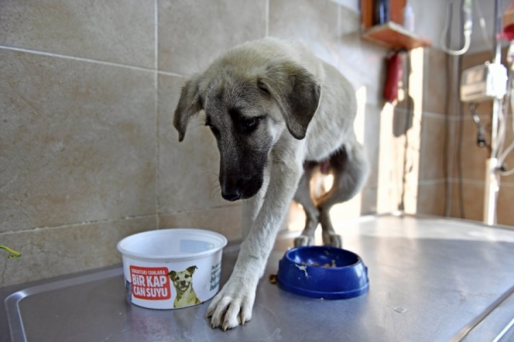 Bursa'da yaralı k&ouml;peğe Osmangazi şifası