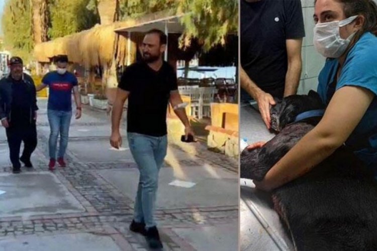 Muğla'da kendisine havlayan k&ouml;peğe kızıp kurşun yağdırdı: 3 kişi yaralandı
