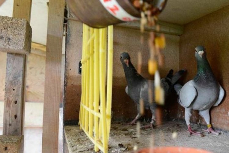 &Uuml;rk&uuml;ten tehlike: Beslediğiniz kuş katiliniz olabilir