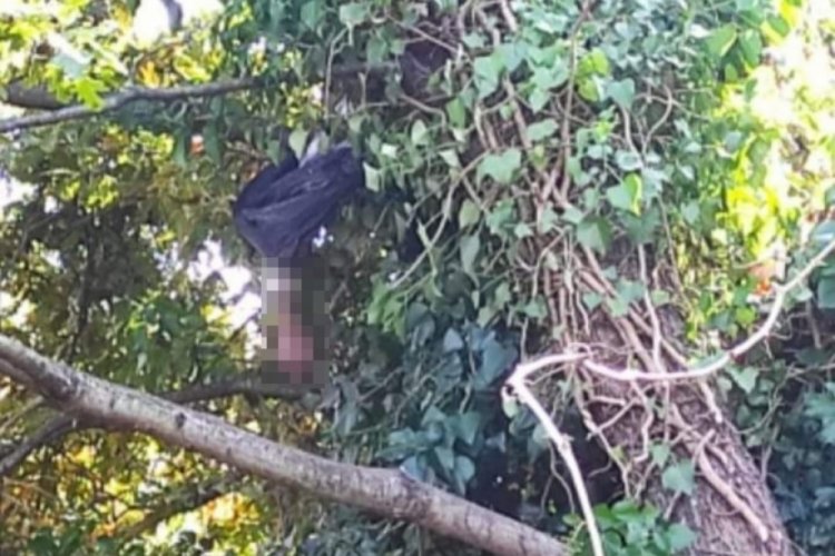 Sakarya'da &uuml;zerine dal d&uuml;şen adam &ouml;ld&uuml;