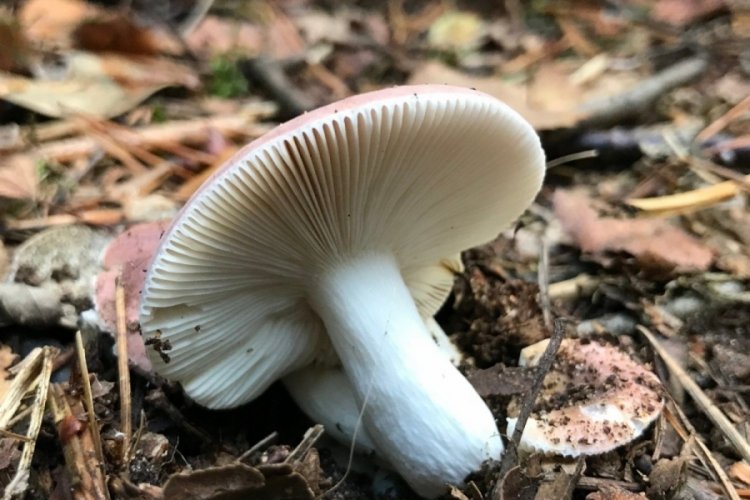 Bursa'da mantardan zehirlenen hayatını kaybetti