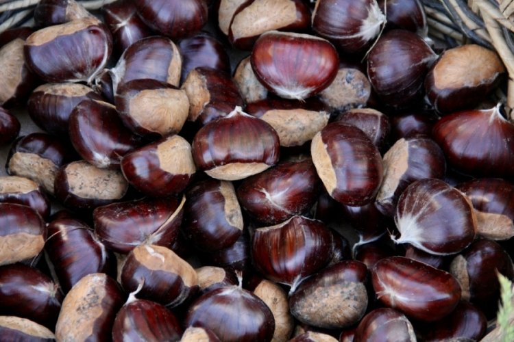 Bursa'da kestanede 3 bin 500 ton rekolte bekleniyor