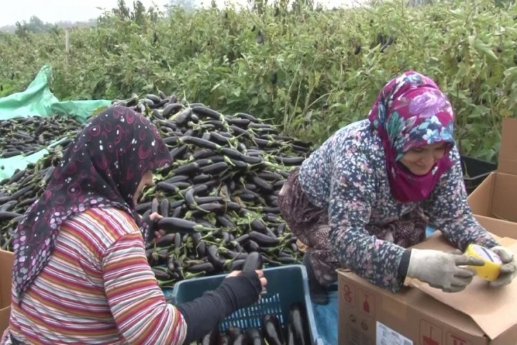 Bursa'da &ccedil;ift&ccedil;i isyan etti (&Ouml;ZEL HABER)