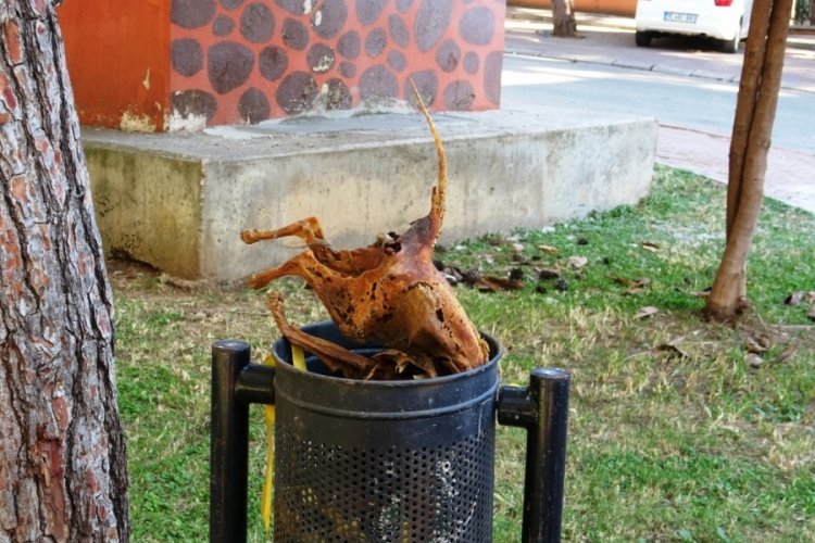 Antalya'da &ccedil;&ouml;pte yanarak &ouml;lm&uuml;ş kedi bulundu