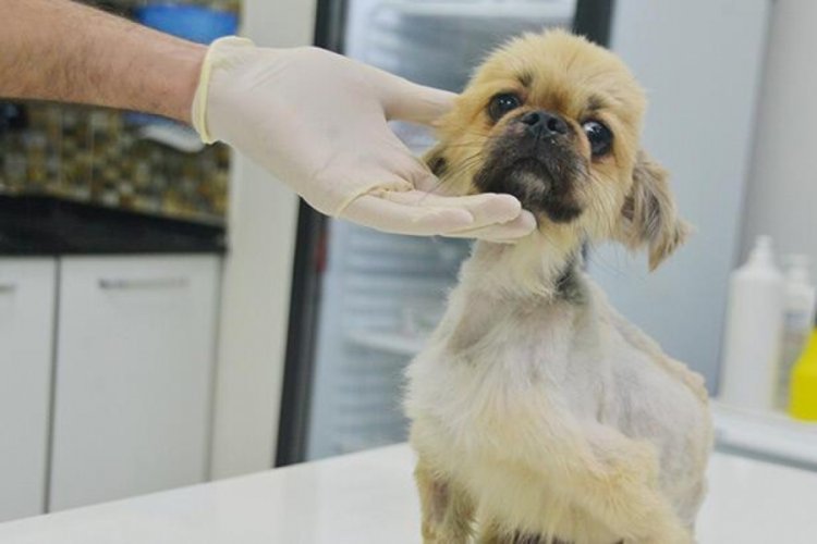 &Ouml;l&uuml;me terk edilen k&ouml;peğe cinsel saldırı ş&uuml;phesi