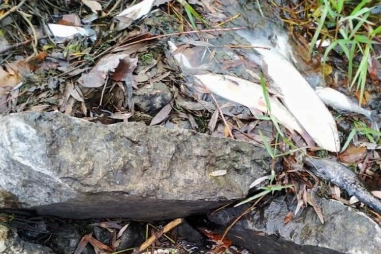 Bursa'da balık &ouml;l&uuml;mleri tedirgin ediyor
