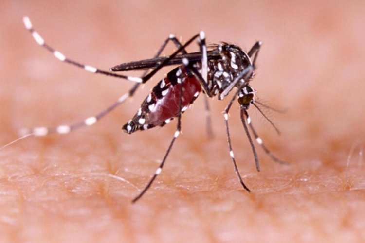 Hindistan'da Zika vir&uuml;s&uuml;! 100'&uuml; aşkın vaka var